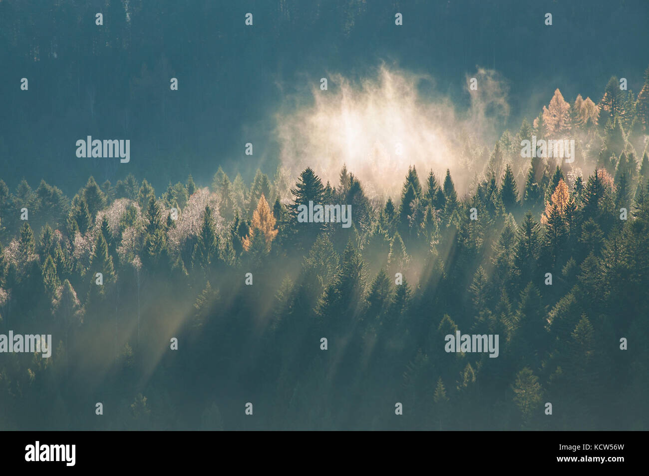 Panoramic view of misty forest at majestic sunrise over trees ...