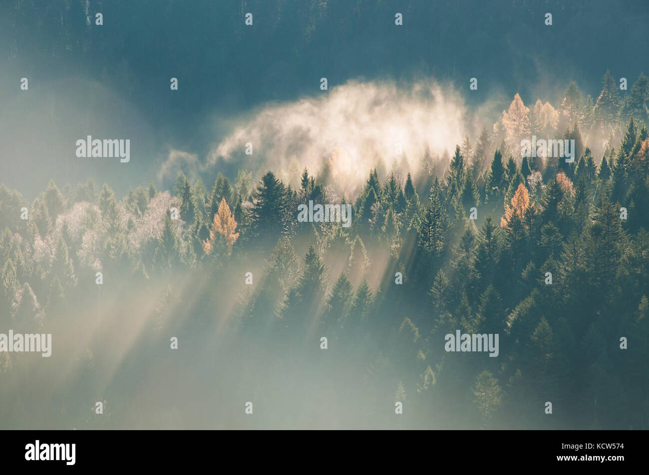 Panoramic view of misty forest at majestic sunrise over trees ...
