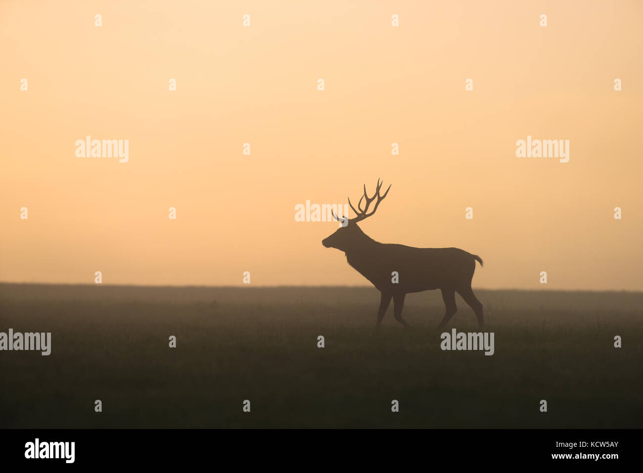 Red deer in foggy twilight. Rutting season. Stock Photo