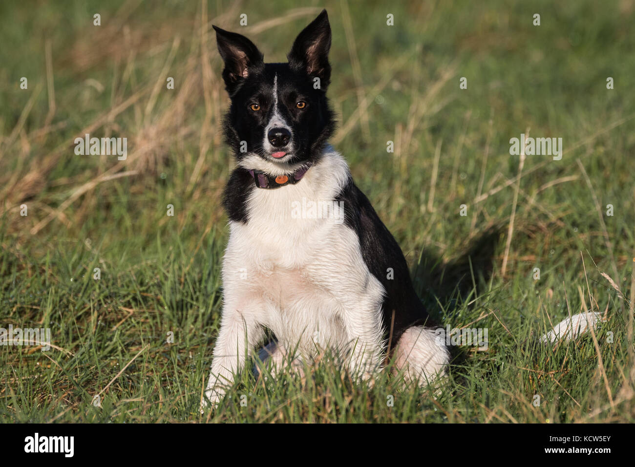 Border Collie Working Dogs in fields in England, UK Stock Photo Alamy