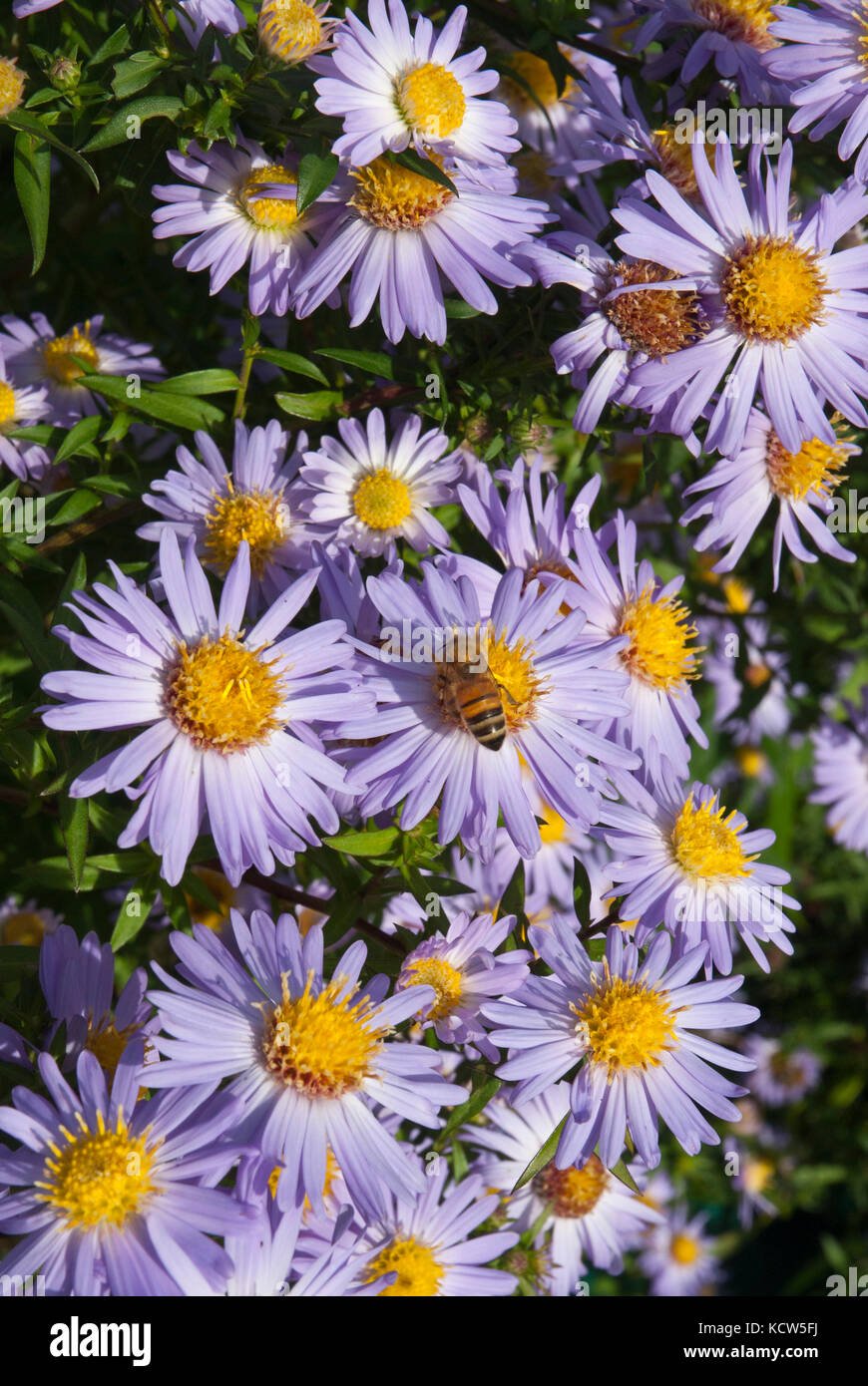 Clusters of colourful purple/ mauve asters (Michaelmas daisies) growing in sunshine, visited by honey bees. Stock Photo