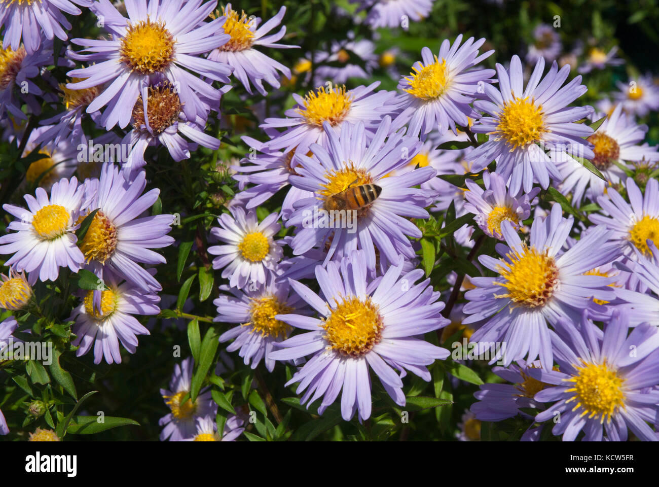Clusters of colourful purple/ mauve asters (Michaelmas daisies) growing in sunshine, visited by honey bees. Stock Photo