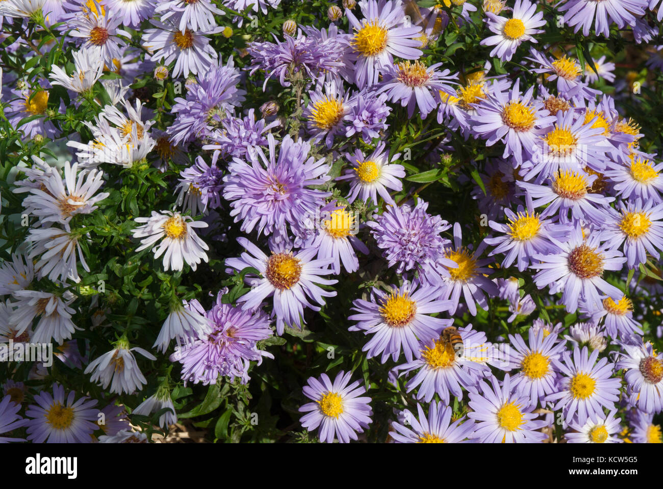 colourful mixed varieties of purple/mauve/pink asters growing. Honey bees pollinating Stock Photo