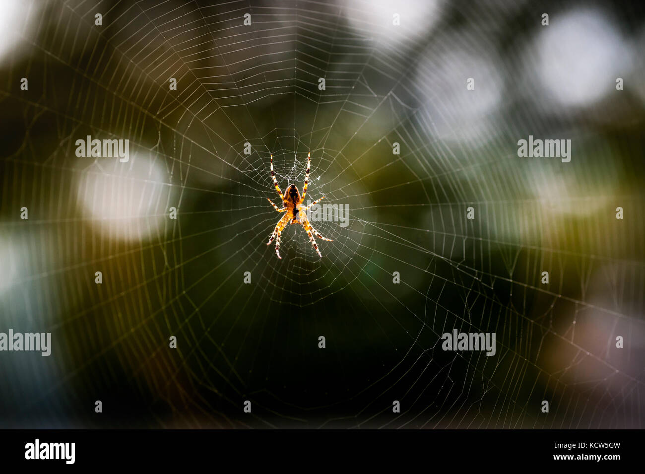 spider waiting for a fly in his net Stock Photo