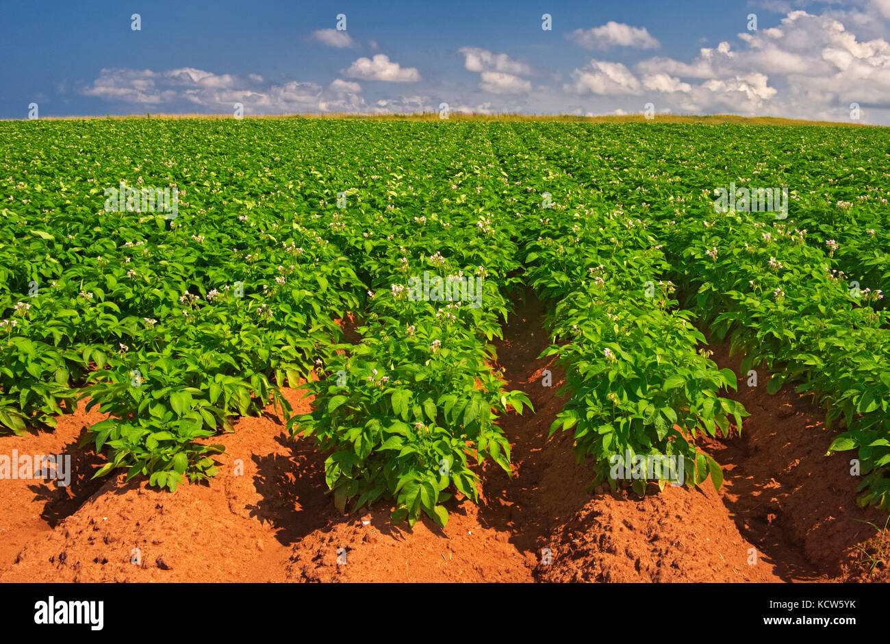 Potatoes and red soil, Cape Tryon, Prince Edward Island, Canada Stock Photo