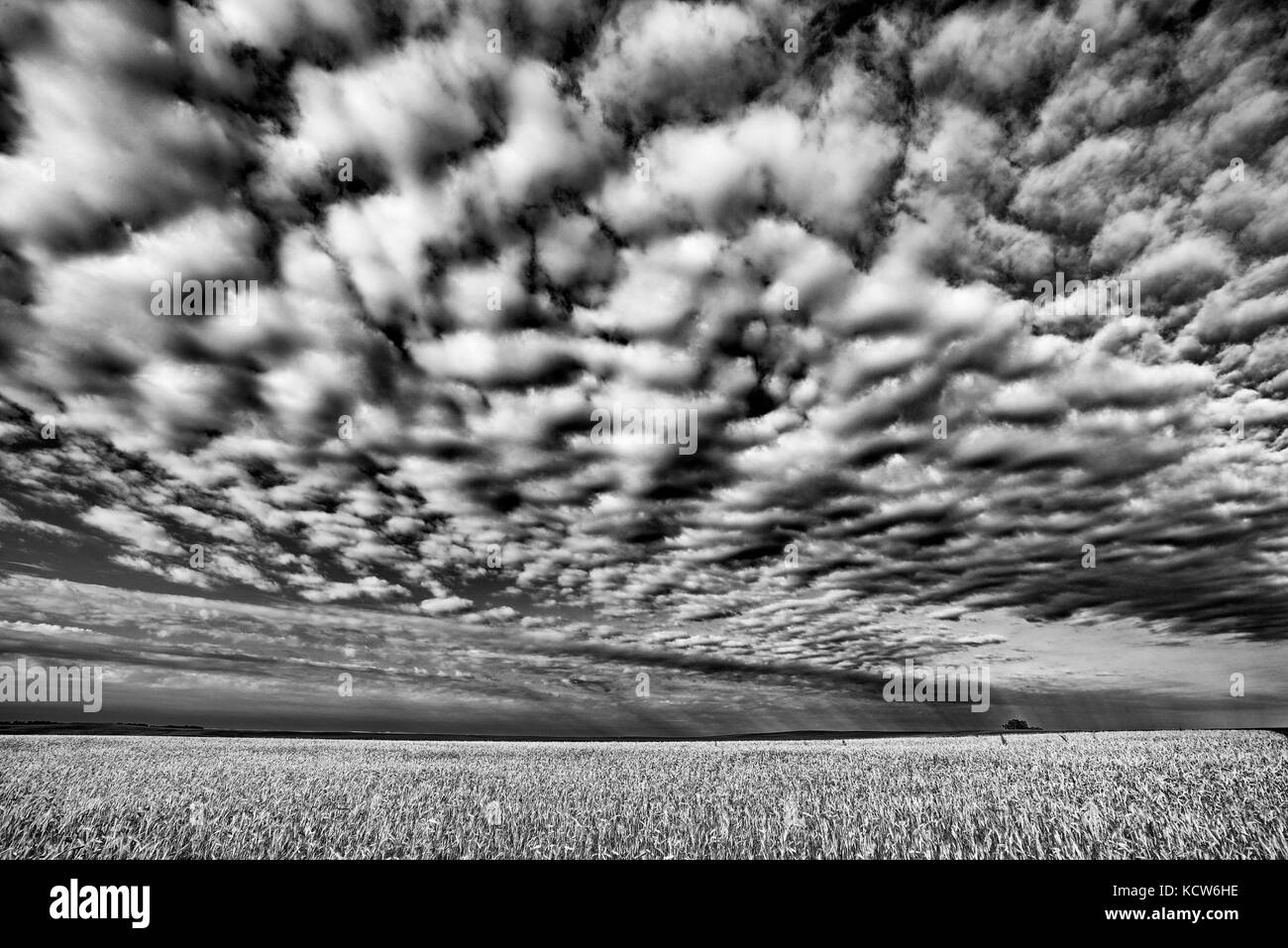 Wheat crop and clouds, Holland, Manitoba, Canada Stock Photo