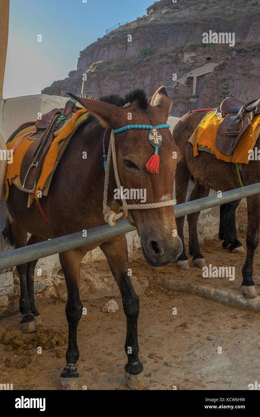 Donkeys on the steps of Fira, Santorini, Greece Stock Photo Alamy