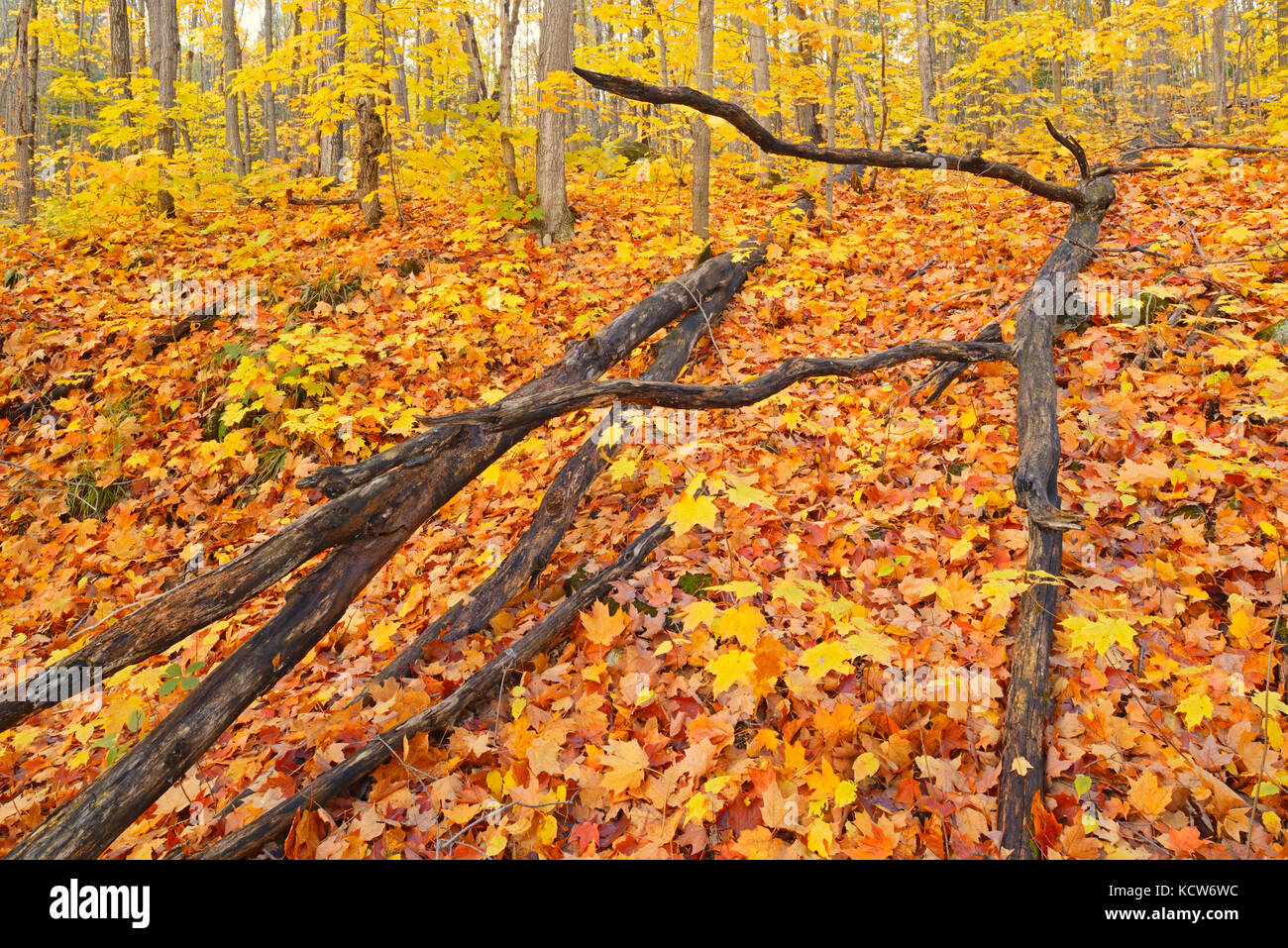 leaves of sugar maple trees (Acer saccharum) on forest floor, Parry Sound, Ontario, Canada Stock Photo