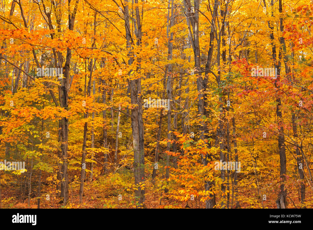 Deciduous forest of sugar maple trees (Acer saccharum) in Autumn