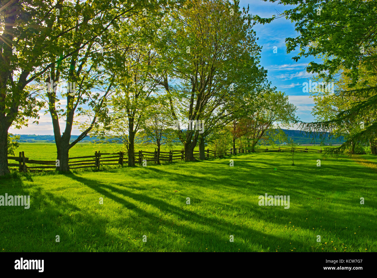Shelterbelt trees and farmland, Kamouraska, Quebec, Canada Stock Photo