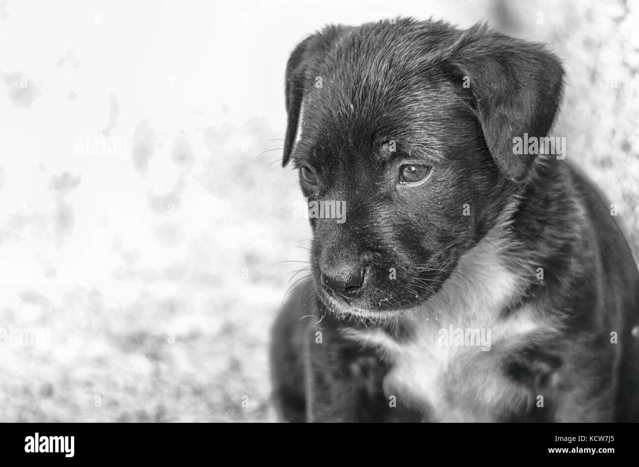 Puppy Sitting In the grass with copyspace on the right Stock Photo - Alamy