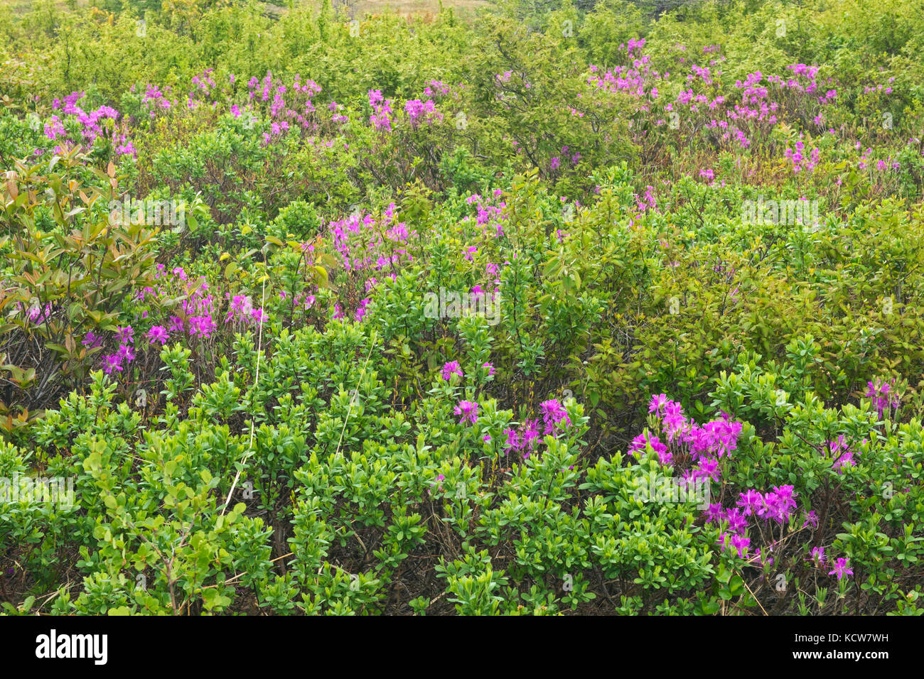 Laurel on the shoreline on the  south shore of Miramichi Bay, Escuminac, New Brunswick, Canada Stock Photo