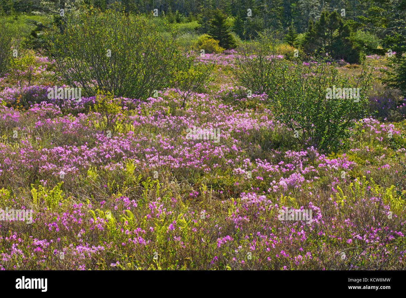 Laurel and ferns, Marie Joseph, Nova Scotia, Canada Stock Photo