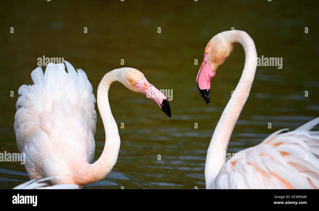 Two beautiful greater flamingos courting in Camargue Stock Photo