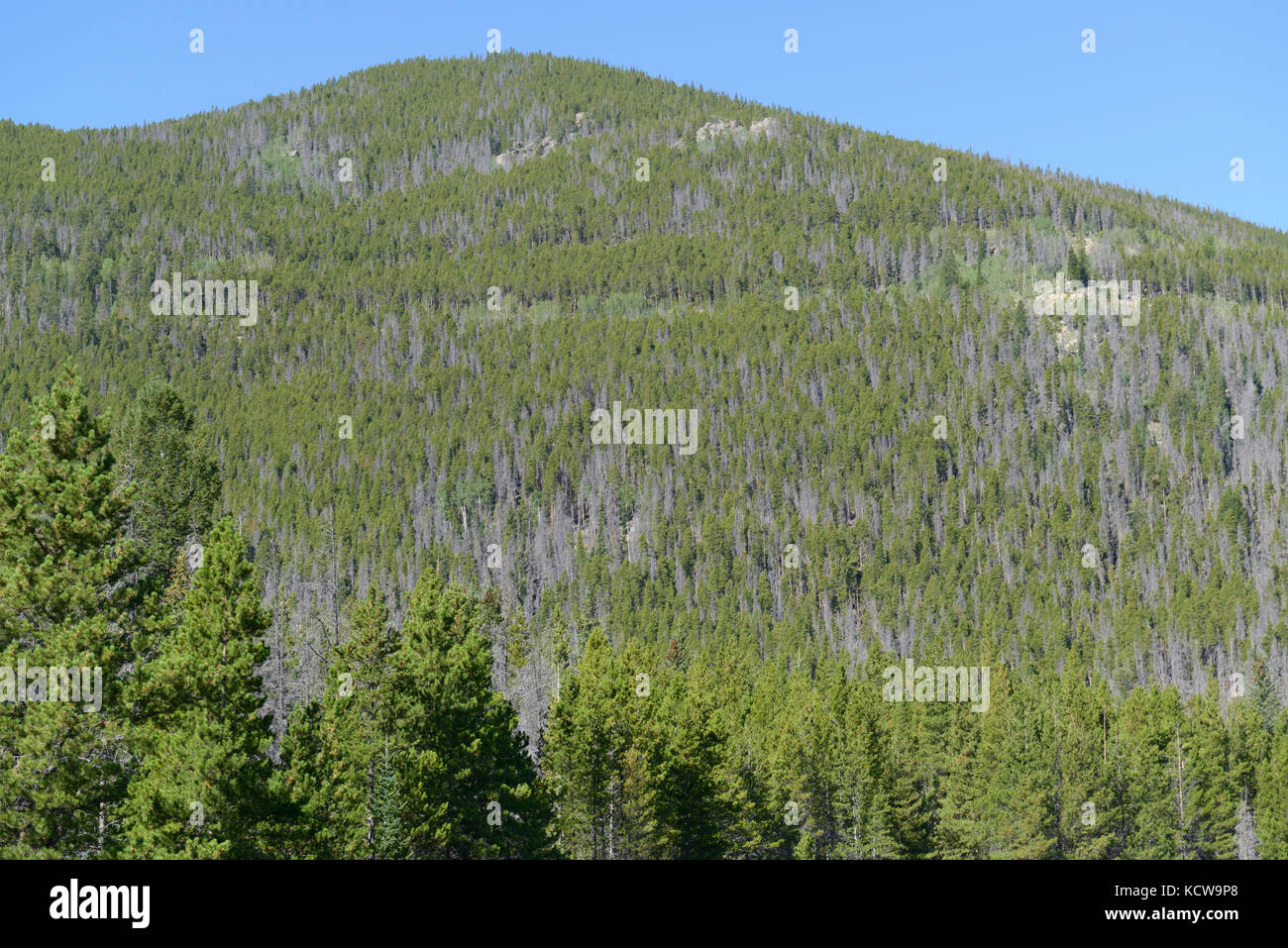 Spruce trees damaged and killed by spruce beetle, Dendroctonus rufipennis, Rocky Mountain National Park, Colorado Stock Photo