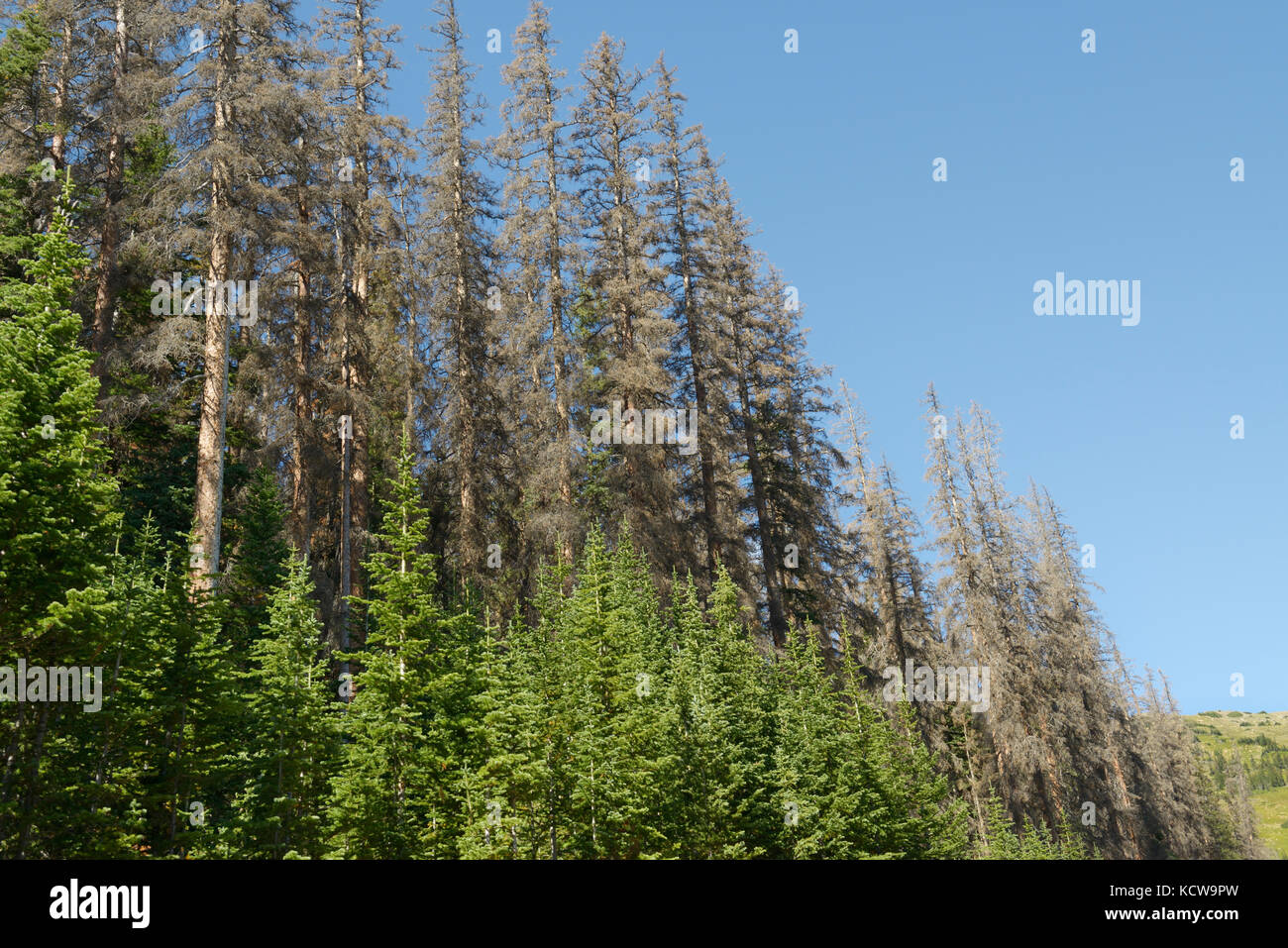 Spruce trees damaged and killed by spruce beetle, Dendroctonus rufipennis, Rocky Mountain National Park, Colorado Stock Photo