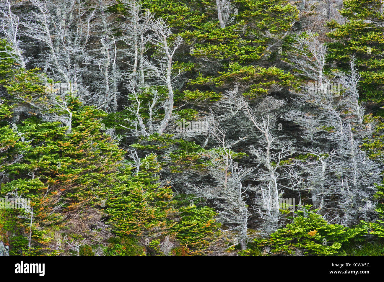 Exposed trees on rock cliff, Twillingate, Newfoundland & Labrador, Canada Stock Photo