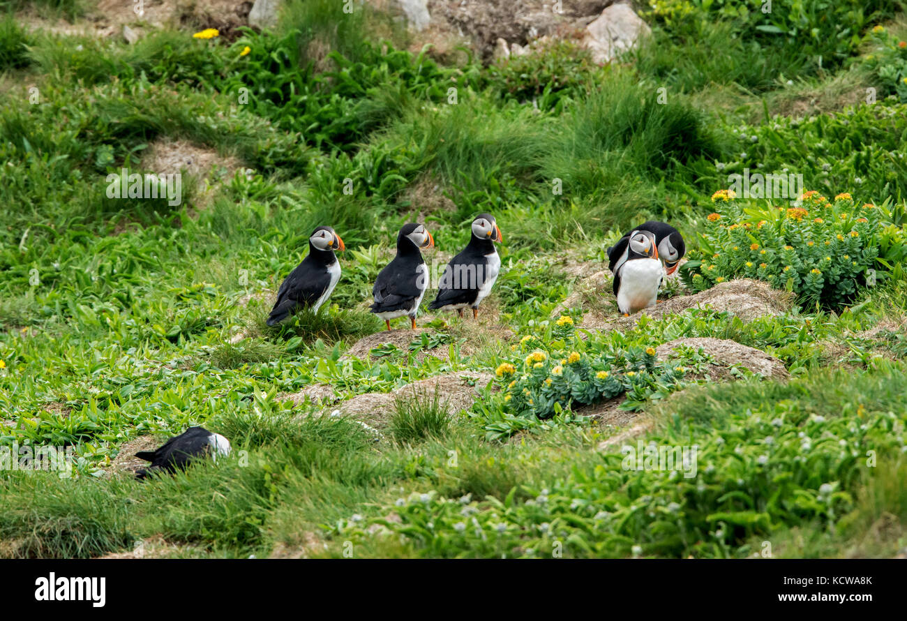 Atlantic puffins (Fratercula arctica) on ledge of cliff on the north Atlantic ocean. It is the official bird of Newfoundland and Labrador since 1992., Elliston, Newfoundland & Labrador, Canada Stock Photo