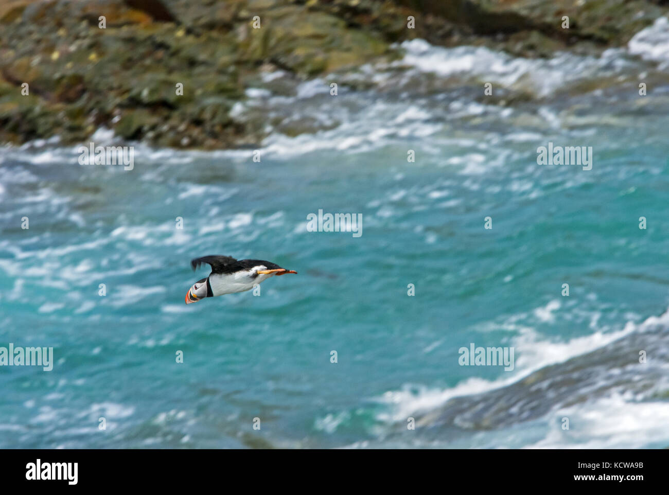 Atlantic puffin (Fratercula arctica) in flight on the north Atlantic ocean. It is the official bird of Newfoundland and Labrador since 1992., Elliston, Newfoundland & Labrador, Canada Stock Photo