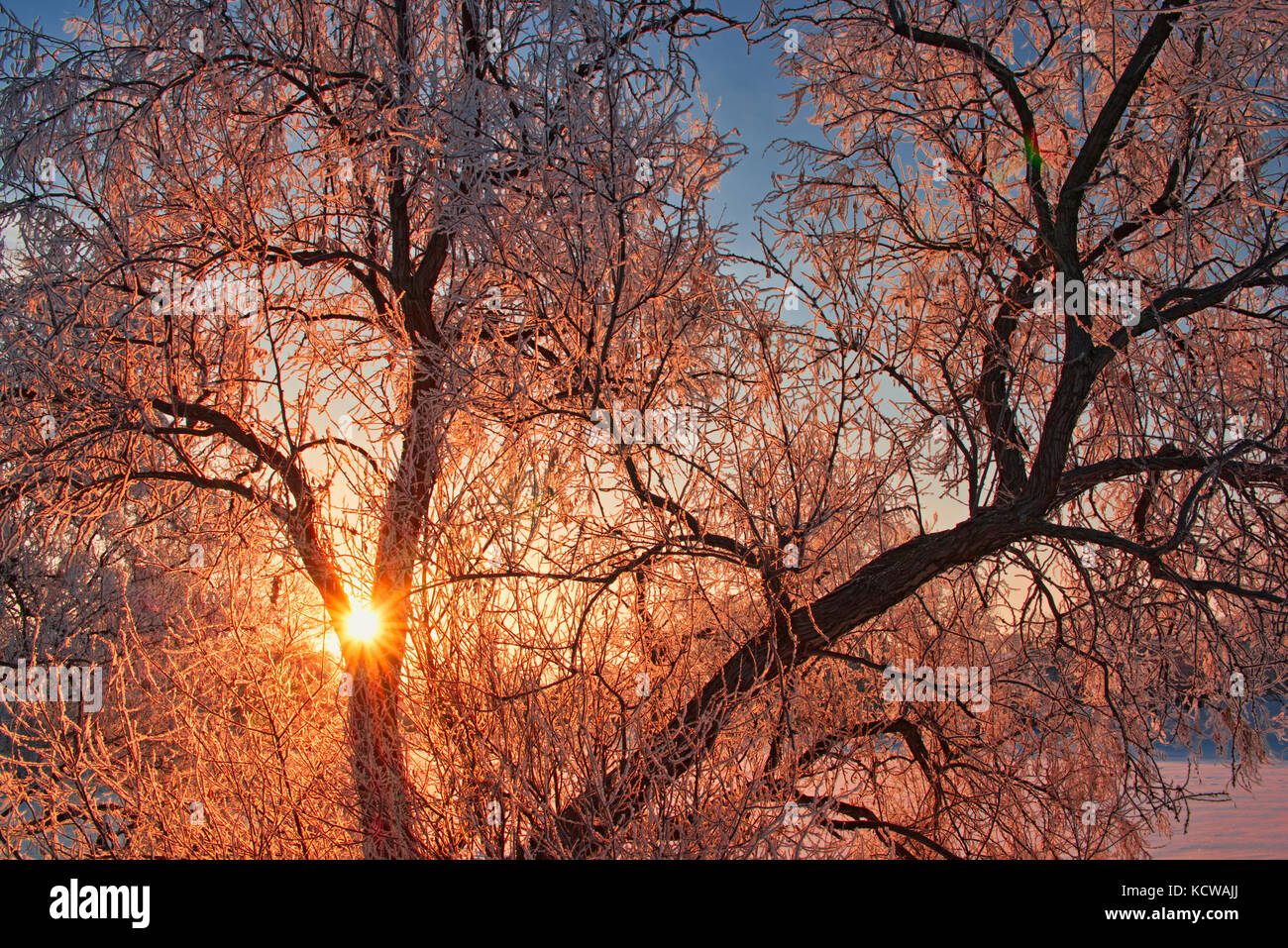 Horafrost On Manitoba Maple Tree At Sunrise With Hoarfrost Winnipeg Manitoba Canada Stock Photo Alamy