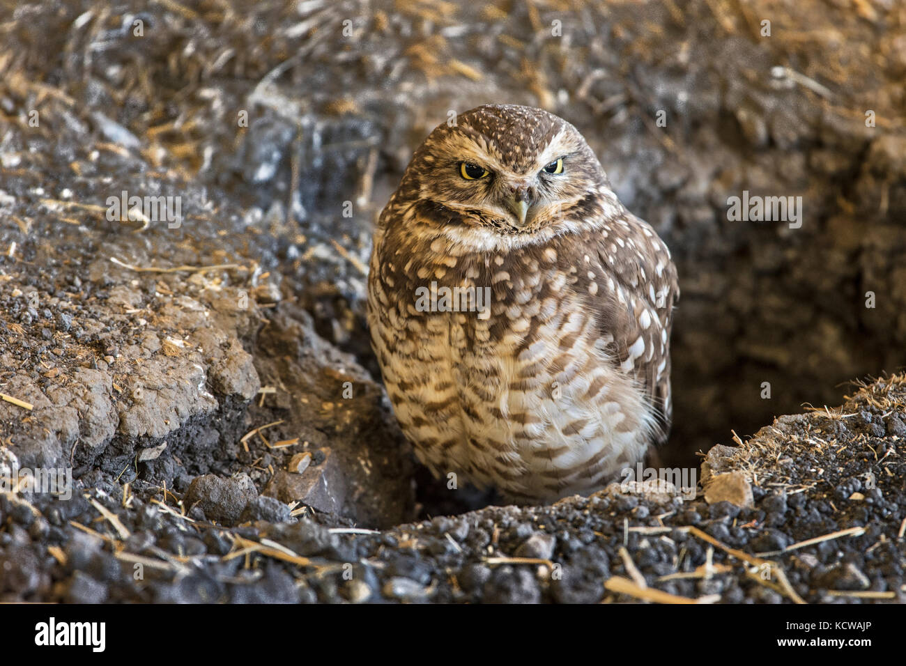 Burrowing owl (Athene cunicularia). Captive Ft. Whyte Nature Centre. (Fort Whyte Alive), Winnipeg, Manitoba, Canada Stock Photo