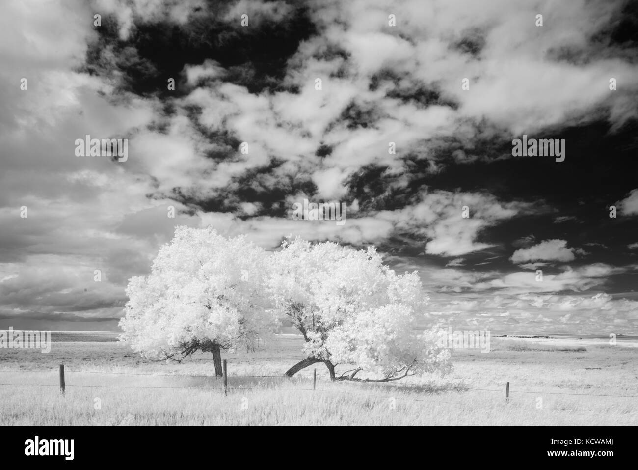 Trees and clouds, Val Marie, Saskatchewan, Canada Stock Photo