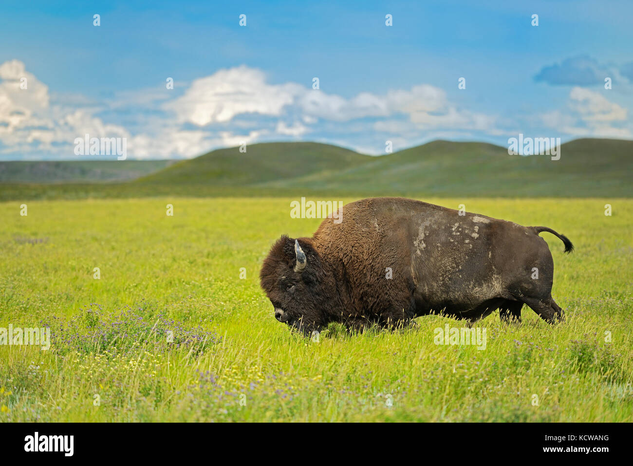 Plains bison (Bison bison) in grasslands, Grasslands National Park