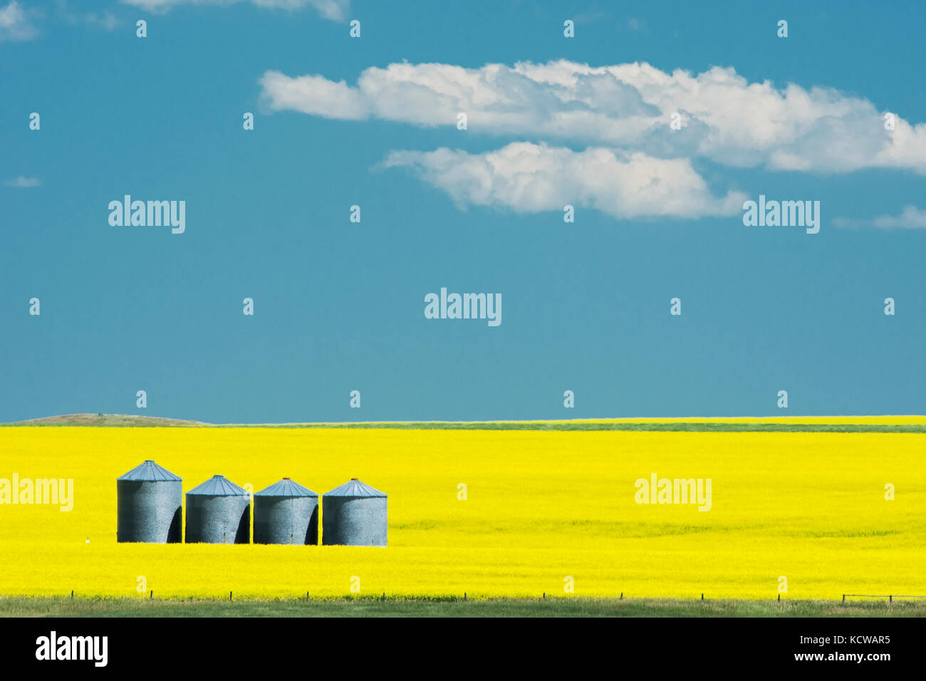 Canola crop in bloom, Strathmore, Alberta, Canada Stock Photo Alamy