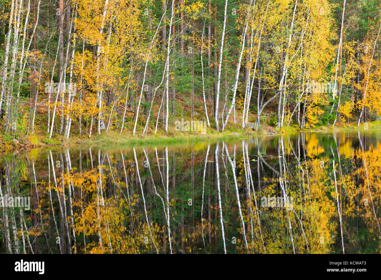 Autumn forest full of colors at lake shore Stock Photo - Alamy