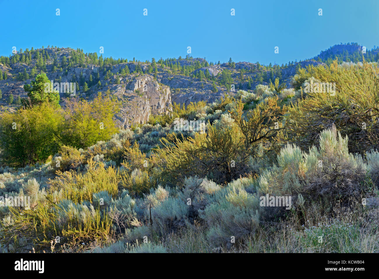 Sagebrush in Antelopebrush ecosystem, Okanagan Valley, Osoyoos, British Columbia, Canada Stock
