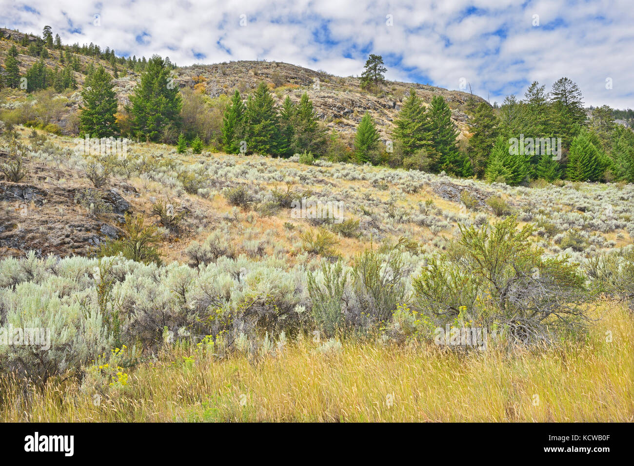 Sagebrush in Antelopebrush ecosystem, Okanagan Valley, Osoyoos, British Columbia, Canada Stock