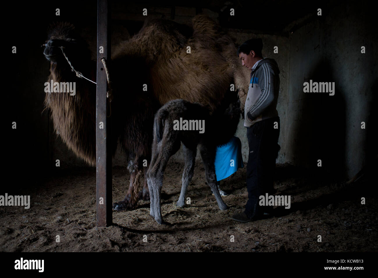 Akerke and Nurzhan have ten camels. Camels meat and camels milk are additional income for them. In spring, milking camels starts at 7am and it is thre Stock Photo