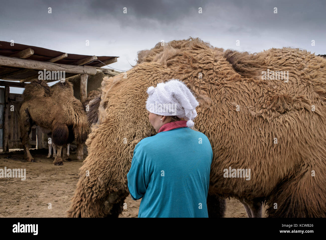 Akerke and Nurzhan have ten camels. Camels meat and camels milk are additional income for them. In spring, milking camels starts at 7am and it is thre Stock Photo