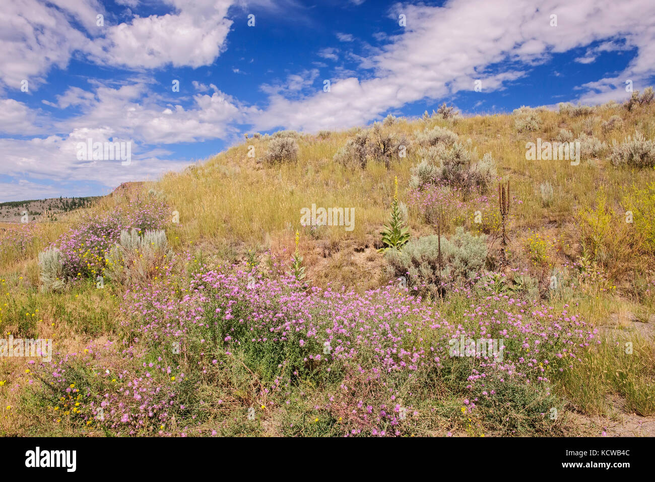 Grasslands ecosystem, Kamloops, British Columbia, Canada Stock Photo