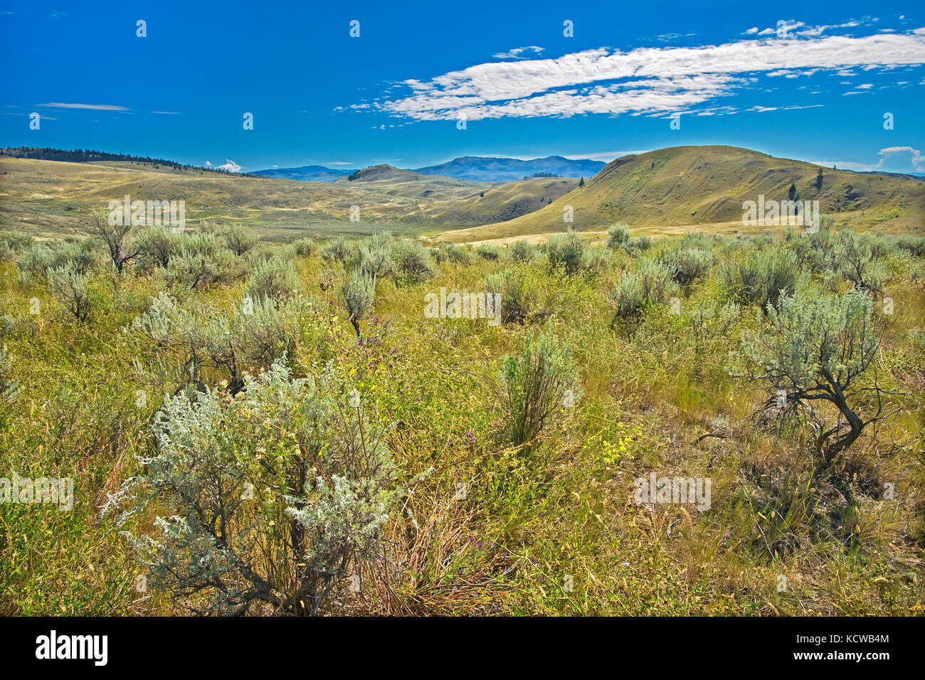 Sagebrush and Grasslands, Thompson Valley, Kamloops, British Columbia, Canada Stock Photo