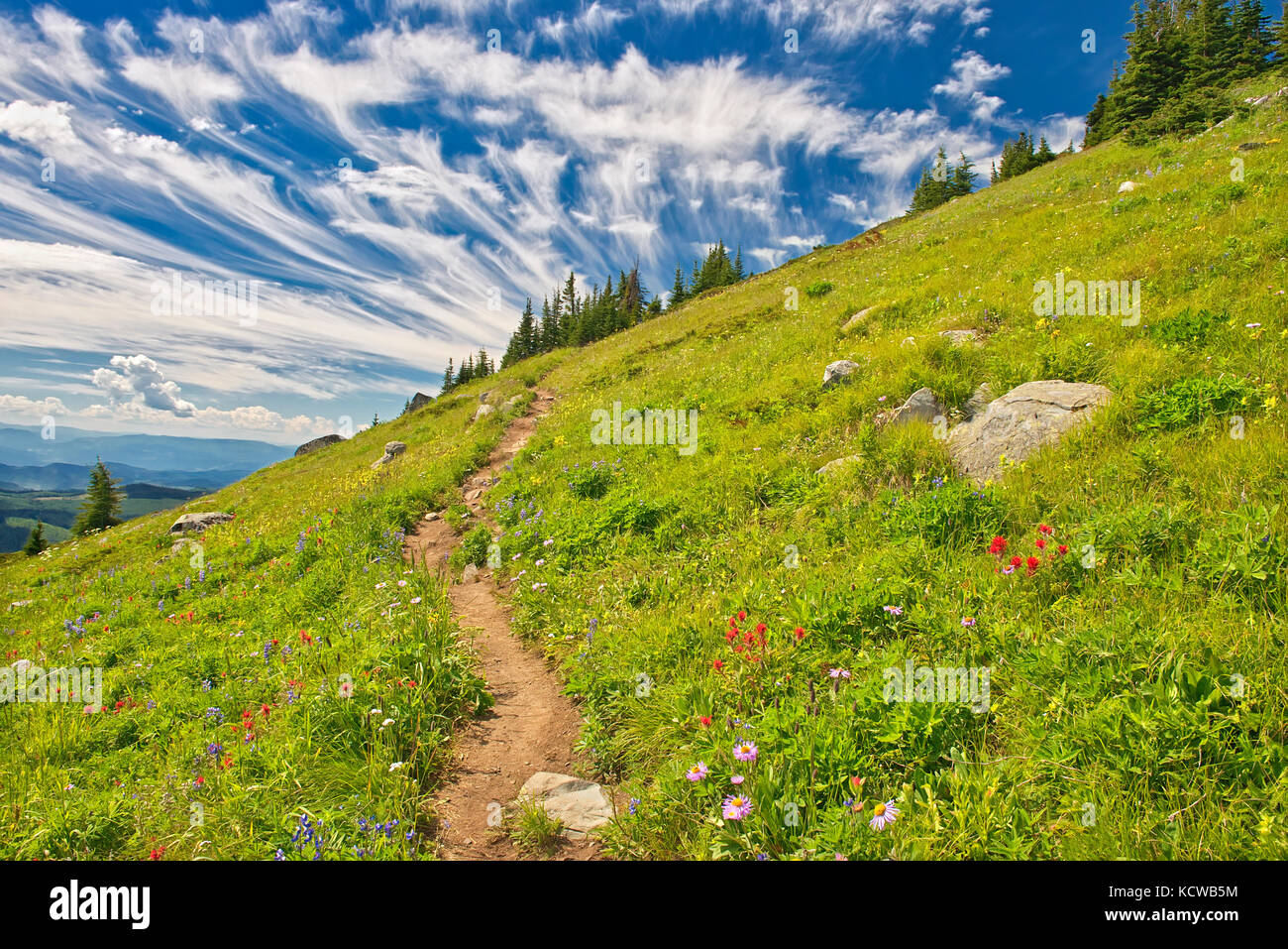 Wildflowers british columbia hi-res stock photography and images - Alamy
