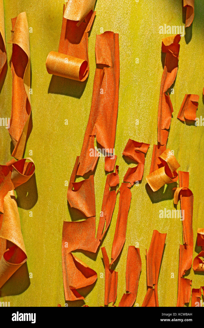 Bark of Arbutus (Pacific Madrone) (Arbutus menzeisii) tree. Canada's