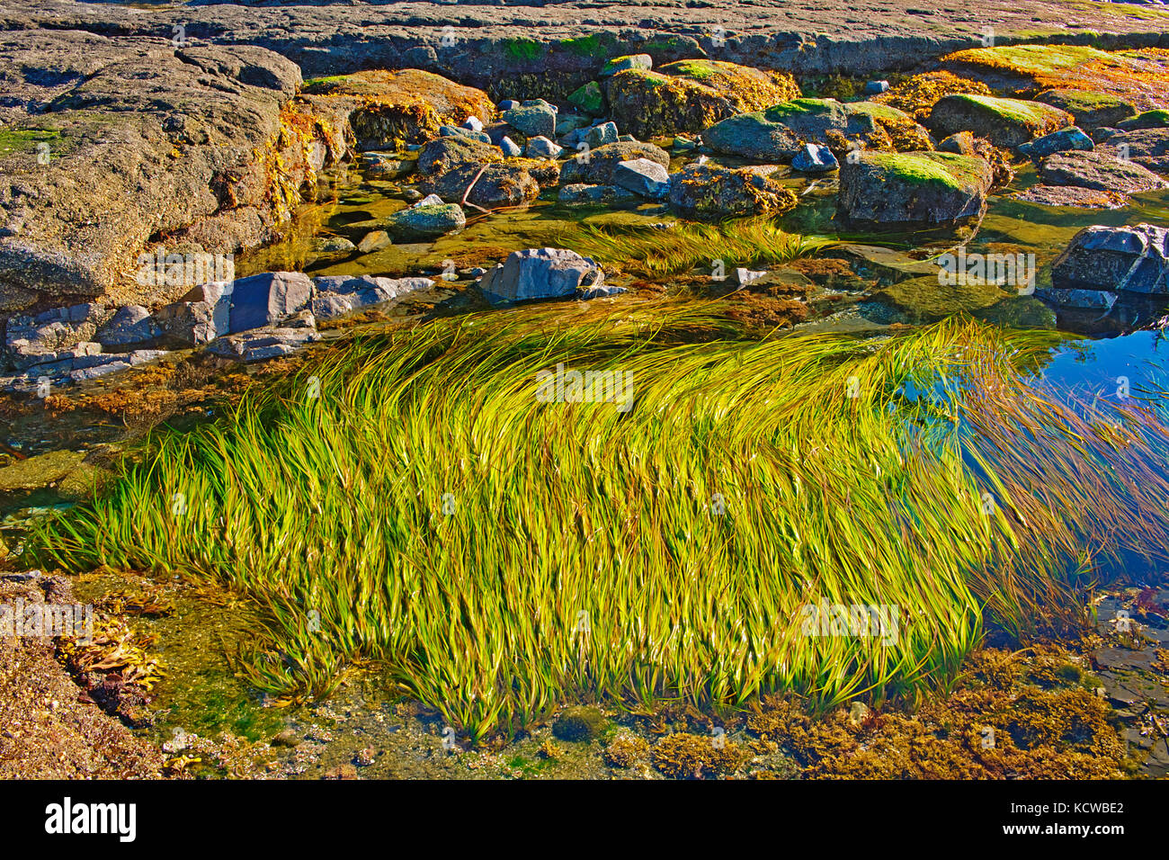 Tide pools at botanical beach hi-res stock photography and images