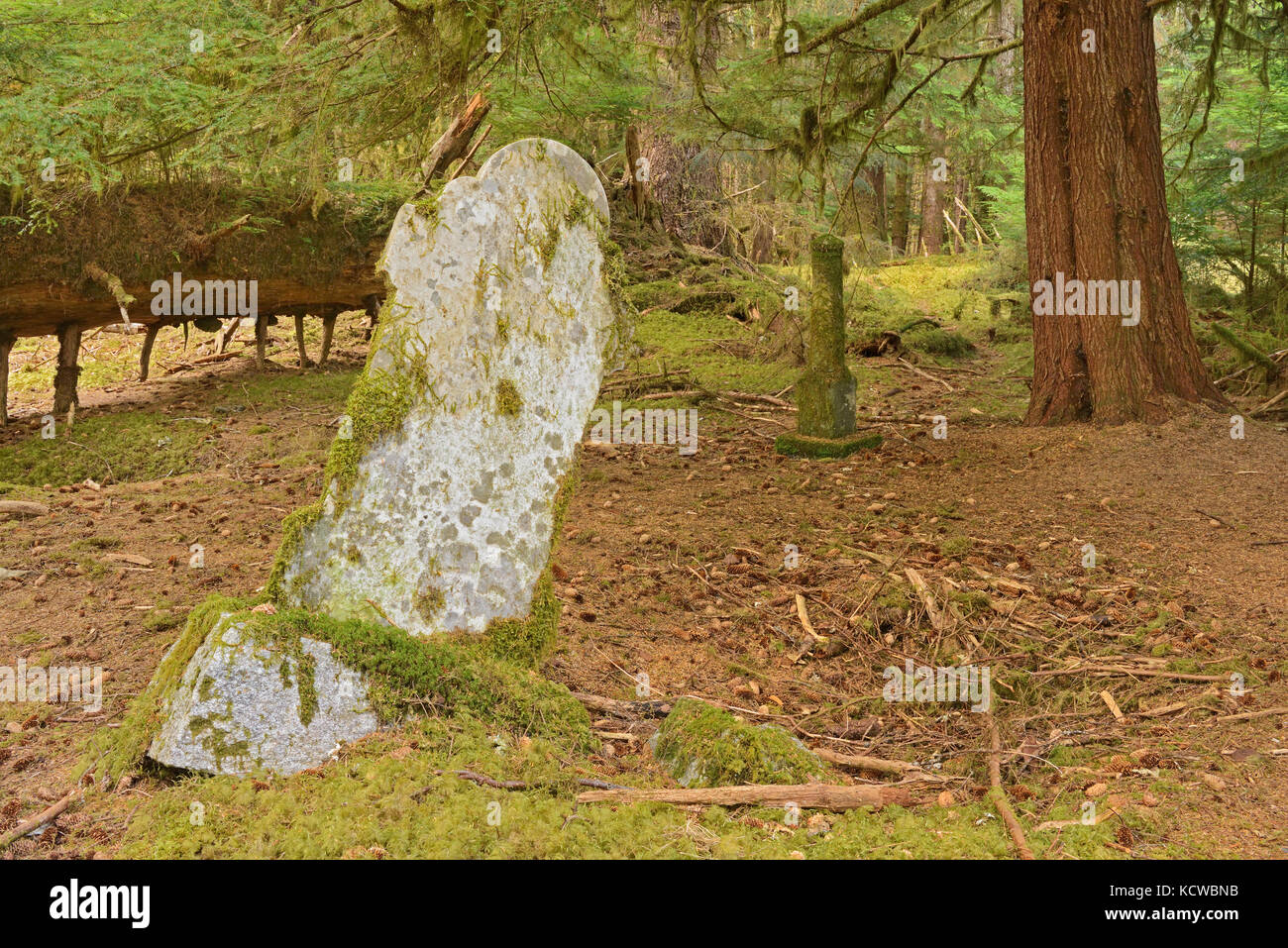 Pre 1900 burials at Mathers Creek on Louise Island, Haida Gwaii. thought to be of persons who had lived in the village of Clue. After this era the Clue inhabitants relocated to Skidegate, British Columbia., Haida Gwaii (formerly the Queen Charlotte Islands), British Columbia, Canada Stock Photo