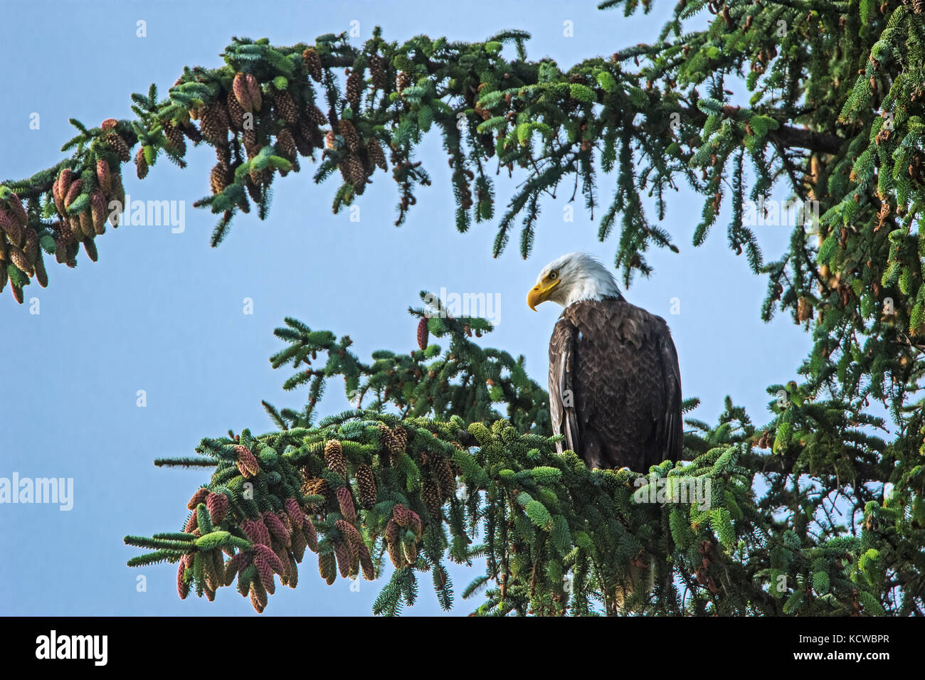 Bald eagle (Haliaeetus leucocephalus) in tree. Graham Island. , Haida
