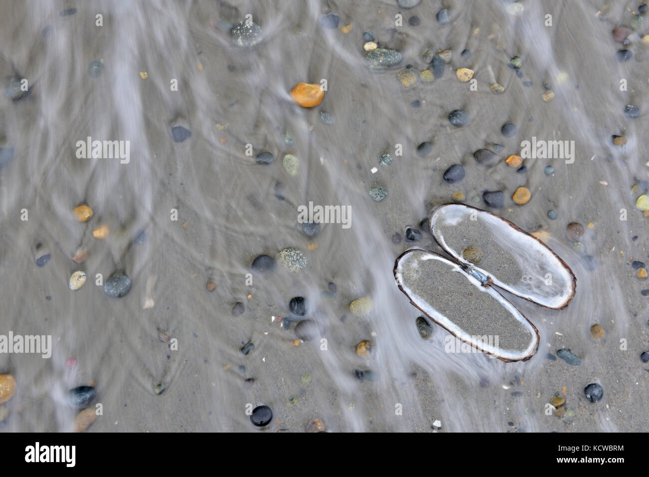 Mollusk shell, rocks and sand on Agate Beach.  Naikoon Provincial Park. Graham Island. , Haida Gwaii (formerly the Queen Charlotte Islands), British Columbia, Canada Stock Photo