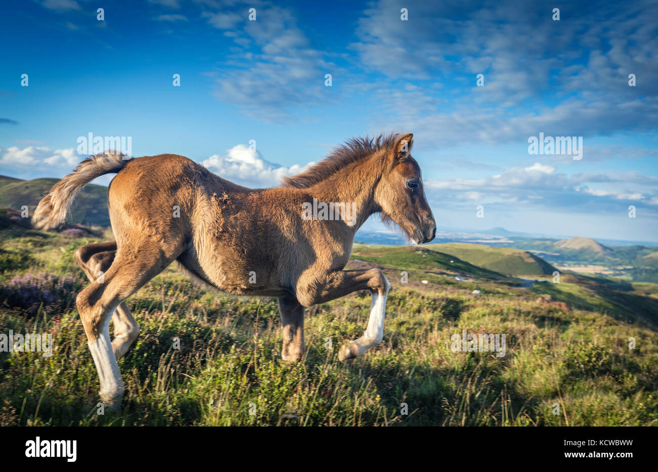 Cute Foal Running Wild on Scenic Hilly Land Stock Photo