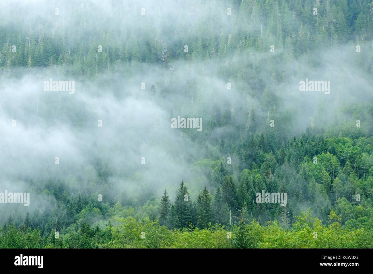 Coast Mountains in fog, Prudhomme Lake Provincial Park, British