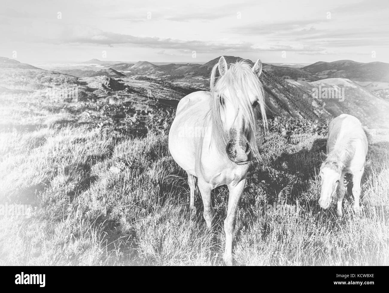 Upland Ponies in Wild Black and White Stock Photo Alamy