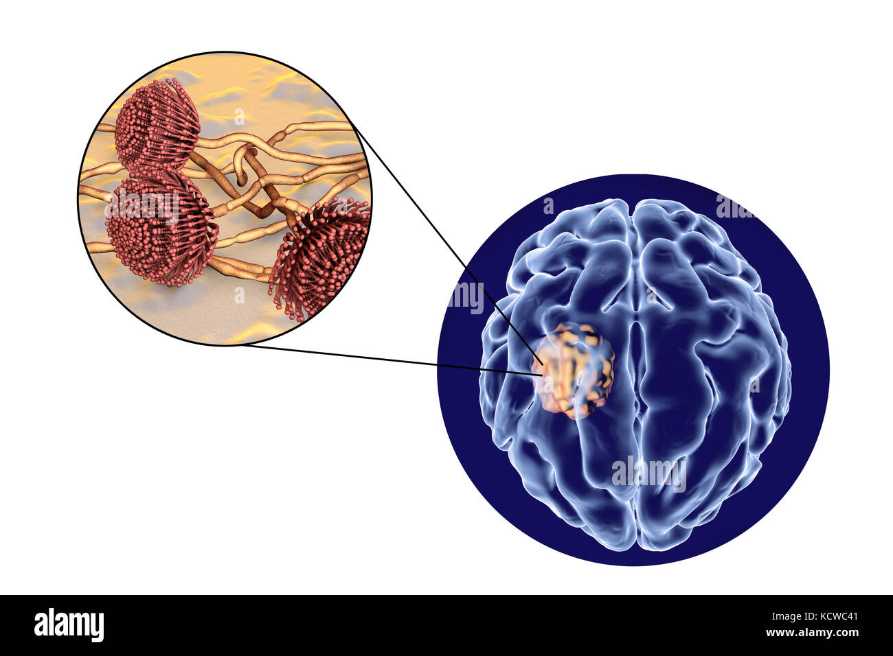 Fungal ball Cut Out Stock Images & Pictures - Alamy