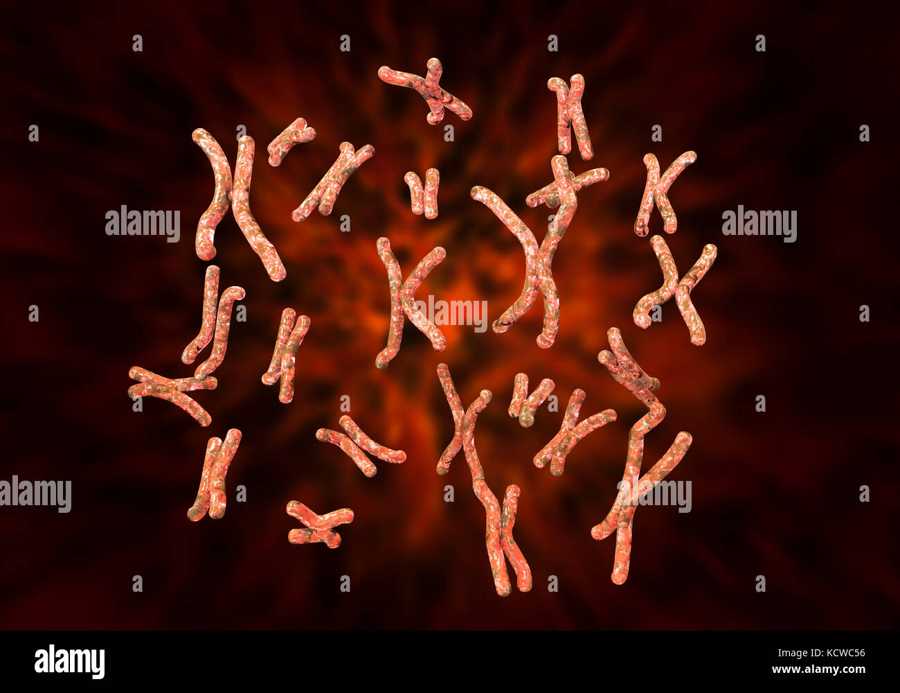 Set of human chromosomes, computer illustration. Chromosomes are a packaged form of the genetic material DNA (deoxyribonucleic acid). The DNA condenses into chromosomes during cell replication for ease of division and transport into the new cell. A complete set of chromosomes is known as a karyotype. In humans, there are 46 chromosomes, consisting of 23 chromosome pairs. Stock Photo