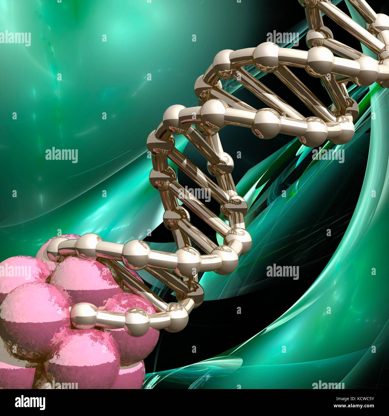 Conceptual illustration of a double stranded DNA (deoxyribonucleic acid) molecule exiting a cell cluster. DNA is composed of two strands twisted into a double helix. Each strand consists of a sugar-phosphate backbone attached to nucleotide bases. There are four bases: adenine, cytosine, guanine and thymine. The bases are joined together by hydrogen bonds. DNA contains sections called genes that encode the body's genetic information. Stock Photo
