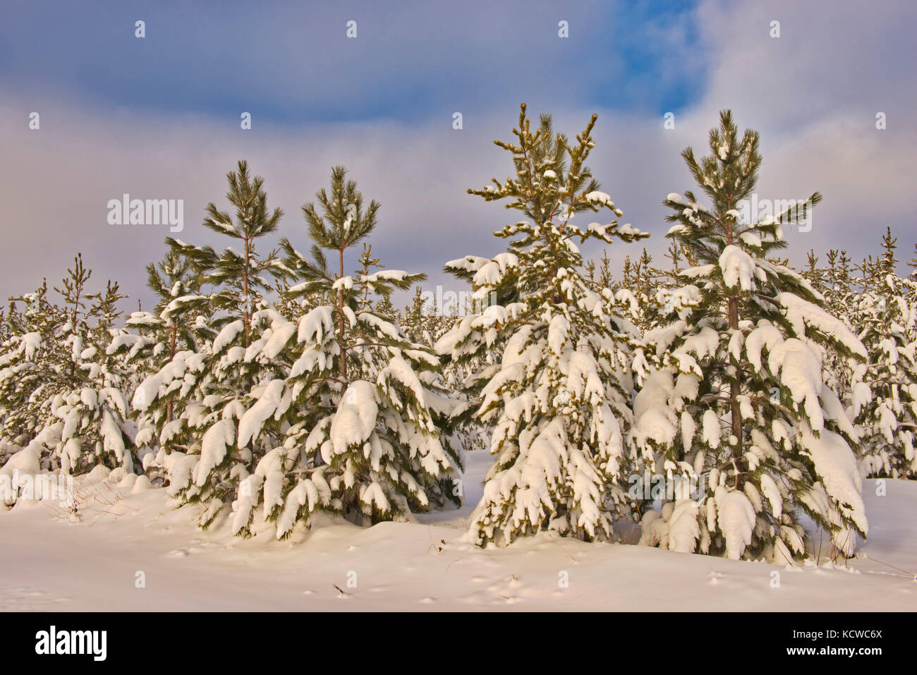 Snow covered pine trees, Belair Provincial Forest, Manitoba, Canada Stock Photo