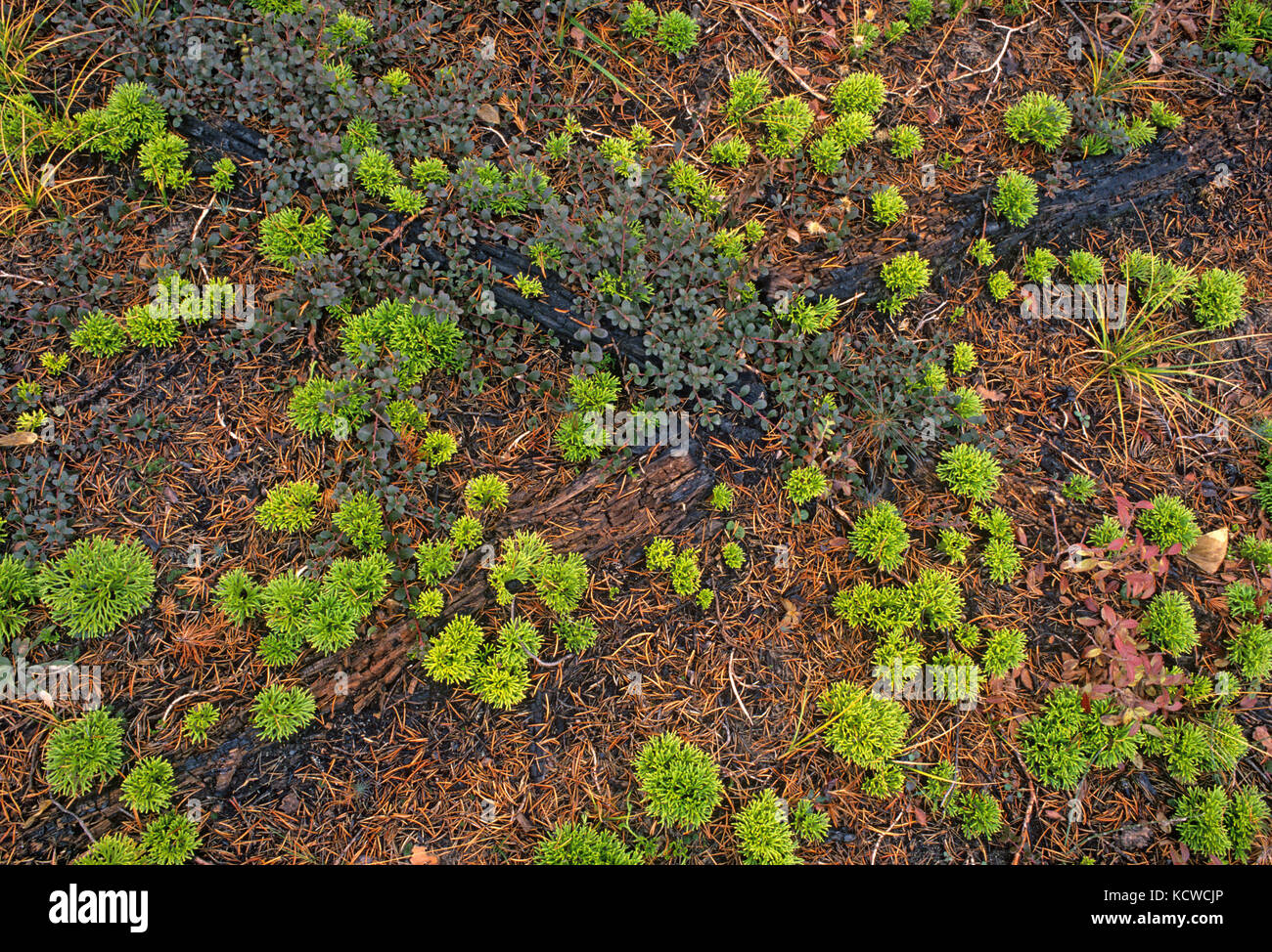 Clubmoss and bearberry after fire, Near Cowan, Manitoba, Canada Stock Photo