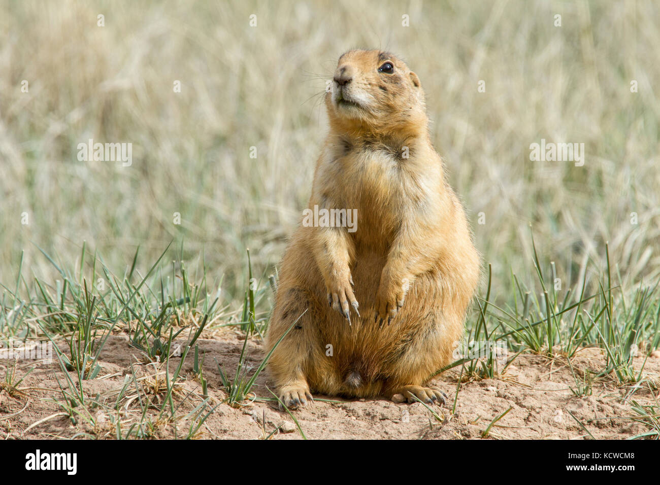 Utah prairie dog (Cynomys parvidens), Bryce Canyon National Park, Utah, USA Stock Photo